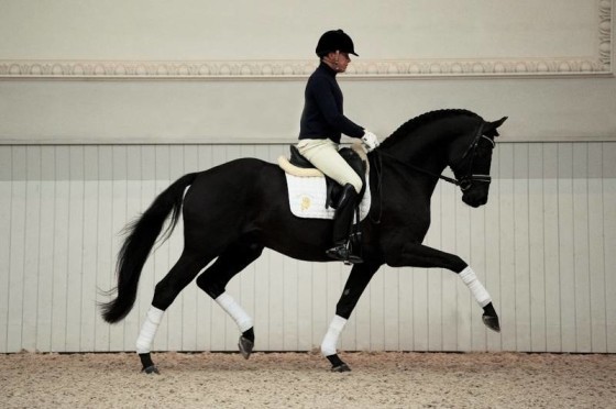 Stallion Show at Gestüt Bonhomme